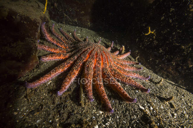 Estrella de girasol acostada en el fondo del mar arenoso - foto de stock