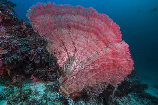 Abanico de mar de colores en Raja Ampat - foto de stock
