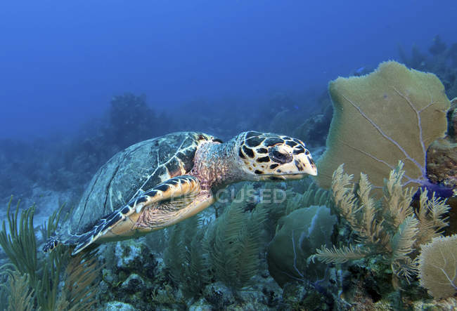 Hawksbill tartaruga marina sulla barriera corallina — Foto stock