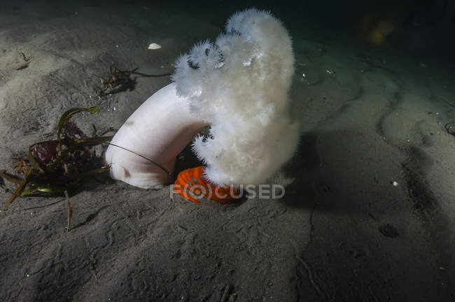 Гигантский плумозный анемон — стоковое фото