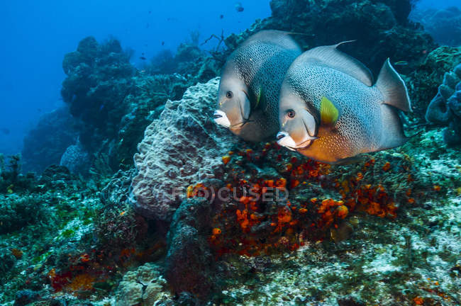 Серые рыбки-ангелы плавают возле рифа — стоковое фото