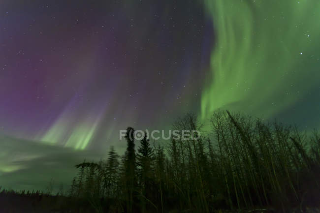 Aurora boreal sobre árvores — Fotografia de Stock