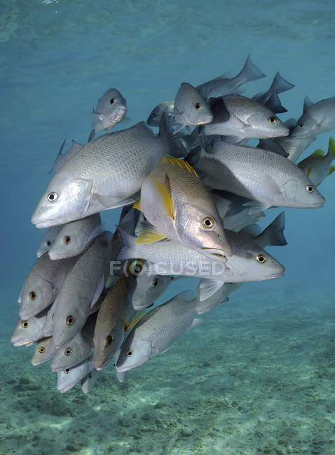 Schooling snapper fish — Stock Photo