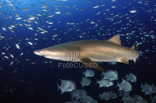 Requin tigre de sable dans les troupeaux de poissons — Photo de stock