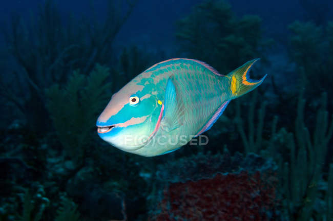 Stoplight Parrotfish en agua oscura - foto de stock