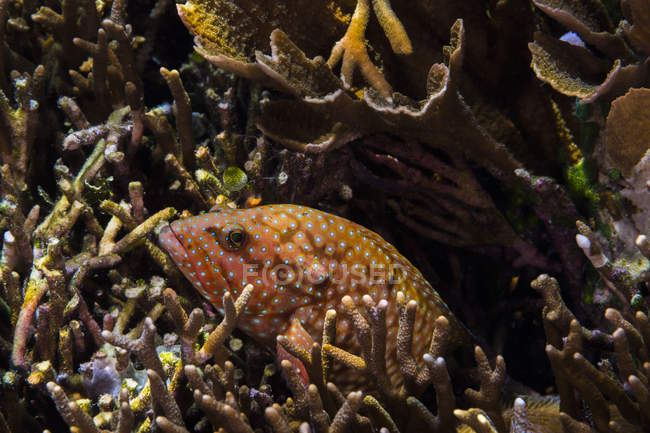 Cernia Bluespotted sulla barriera corallina di Raja Ampat — Foto stock