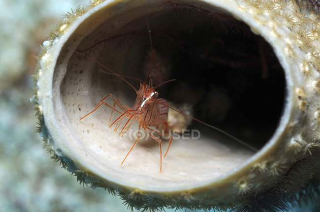 Peppermint shrimp inside of tube sponge — Stock Photo
