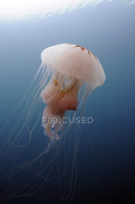 Ortie de mer méduses — Photo de stock