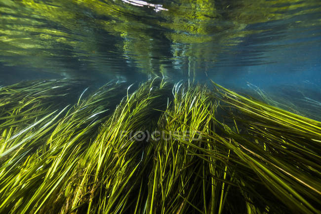 Hierba acuática de arroz silvestre en agua clara - foto de stock