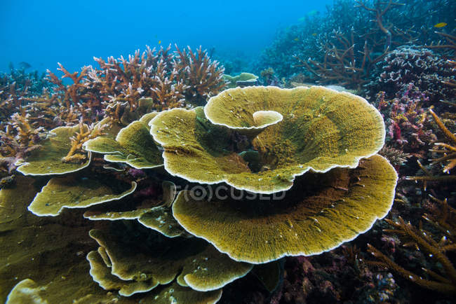 Farbenfrohe Korallen am Riff auf Tioman Island — Stockfoto