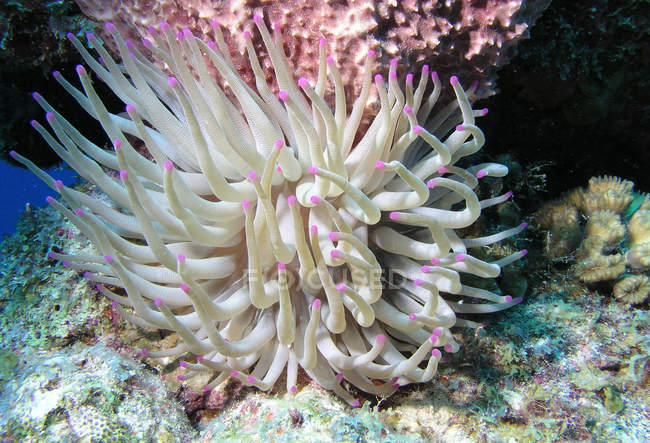 Giant sea anemone on reef in Cozumel — Stock Photo