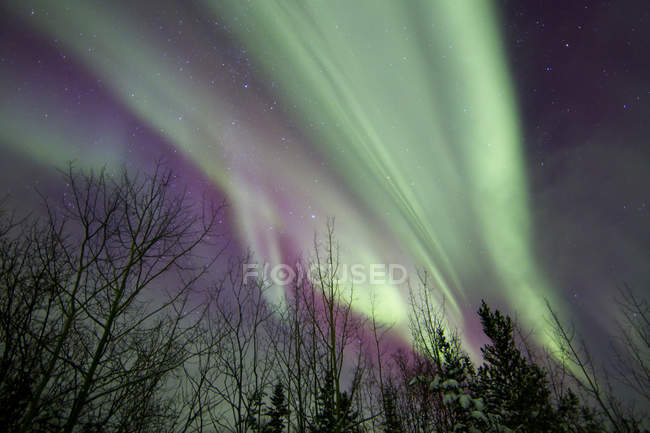Aurora boreal sobre los árboles - foto de stock
