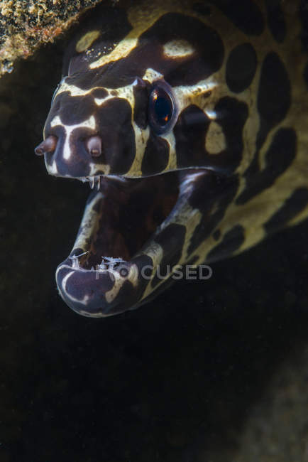 Enguia moray manchado com boca aberta — Fotografia de Stock