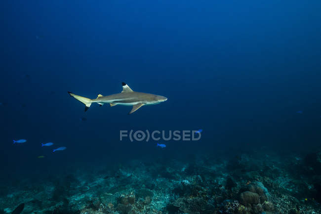 Requin à pointe noire en eau bleue — Photo de stock
