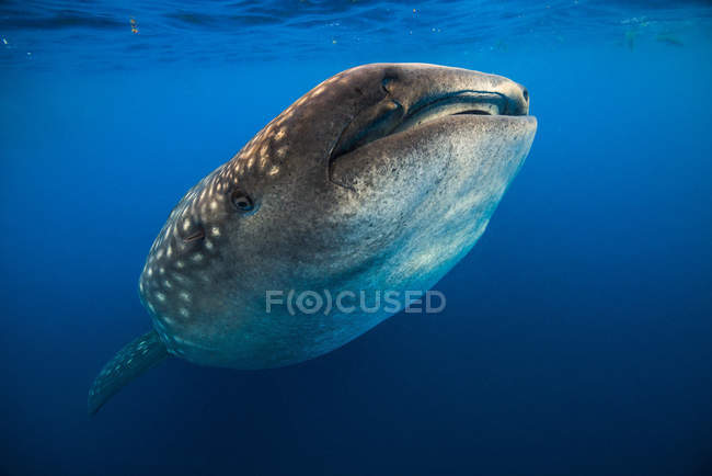 Tiburón ballena en Isla Mujeres - foto de stock