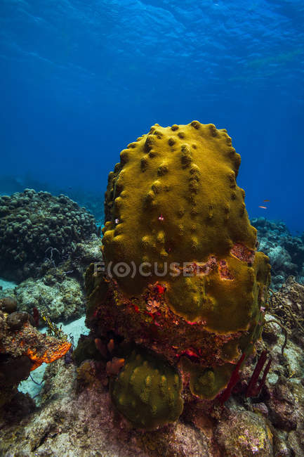 Коралловый риф Сент-Круа — стоковое фото