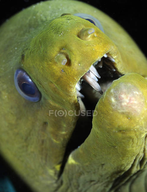 Green moray eel closeup shot — Stock Photo