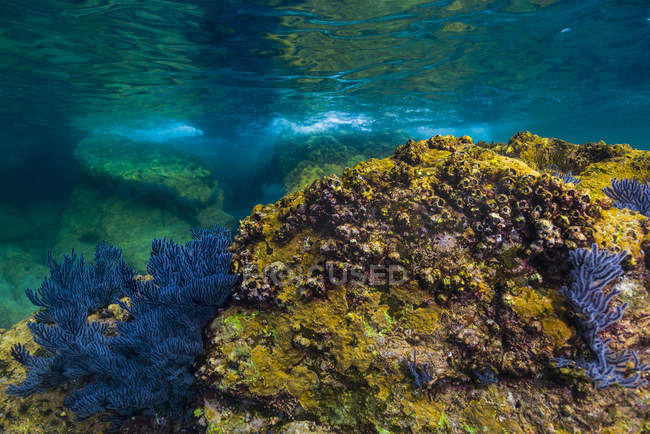 Coral reef in shallow water — ecosystem, horizontal - Stock Photo ...