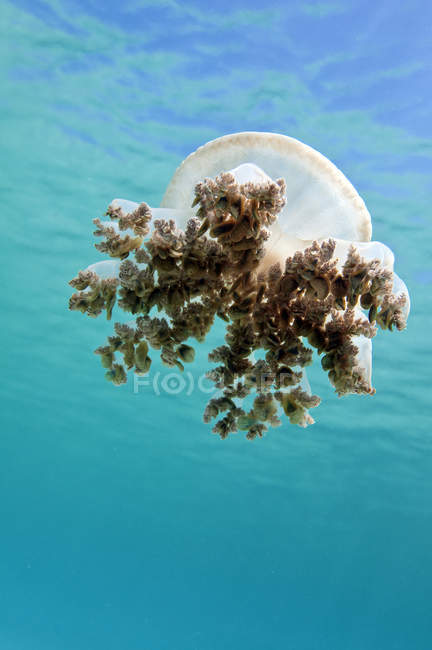 Méduses dans la mer des Caraïbes — Photo de stock