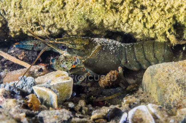 Crawfish hiding under rocks — Stock Photo