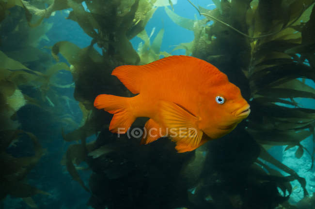 Garibaldi hiding in kelp — Stock Photo