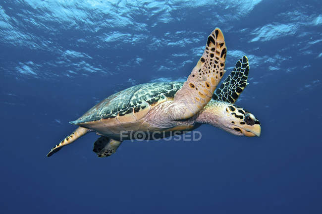 Habichtsschnabel-Meeresschildkröte in der Karibik — Stockfoto