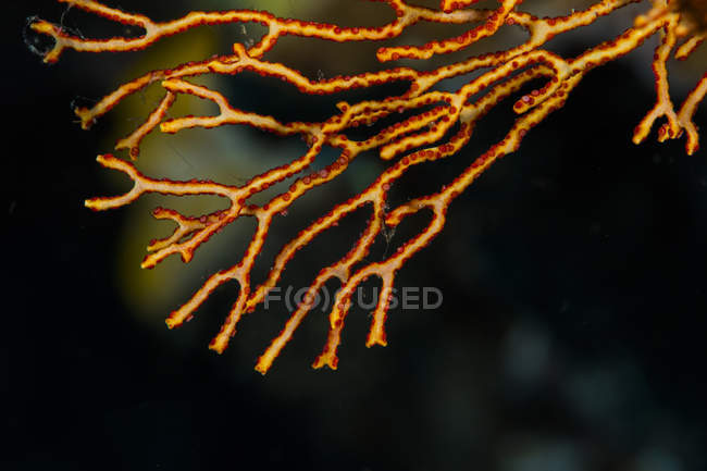 Крупный план коралловой ветви — стоковое фото
