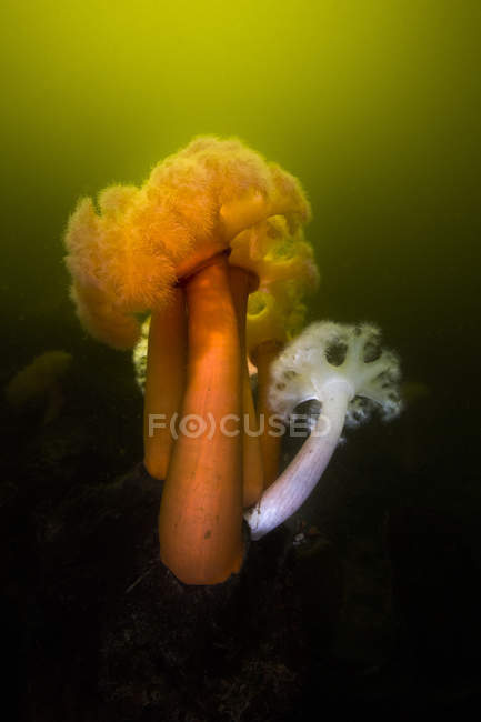 Giant plumose anemones in Hood Canal — Stock Photo
