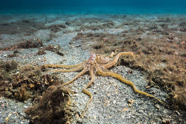 Довгохвостий восьминіг повзе на морській підлозі — стокове фото