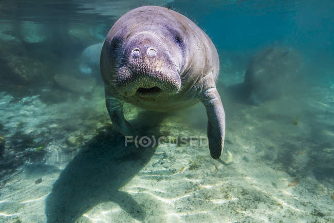 Manatee swimming in Crystal River — Stock Photo
