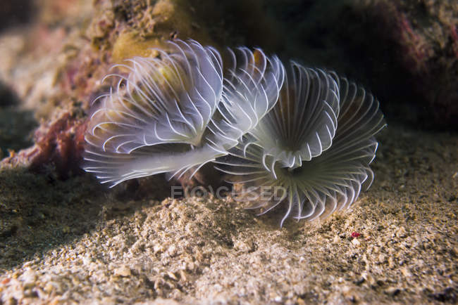 White crown calcareous tube worm — Stock Photo