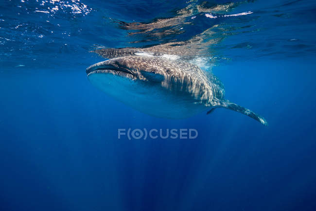 Tiburón ballena cerca de la superficie del agua - foto de stock