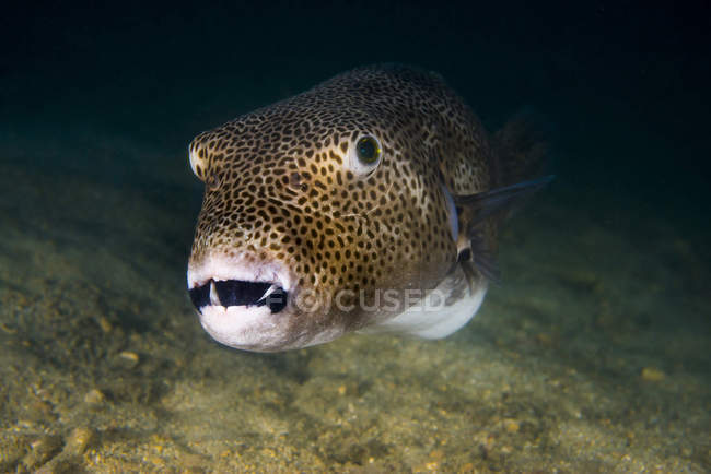 Estrelado pufferfish closeup tiro — Fotografia de Stock