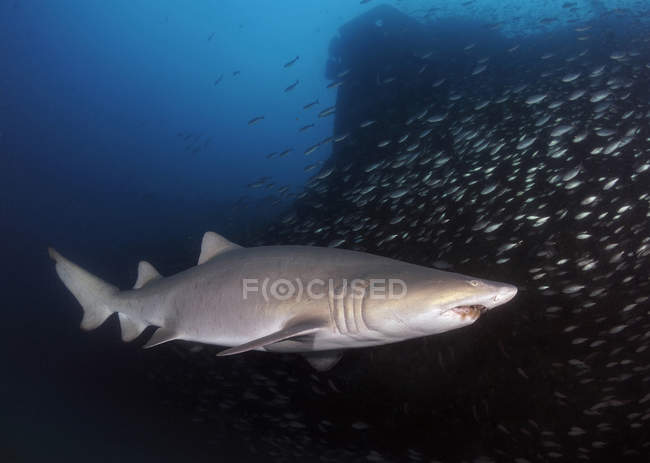 Піщана акула тигра, що плаває під уламками — стокове фото