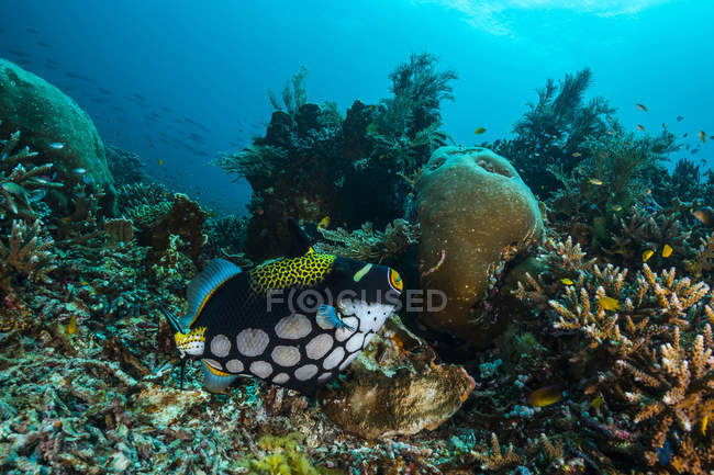Клоун triggerfish у Раджа Ampat — стокове фото