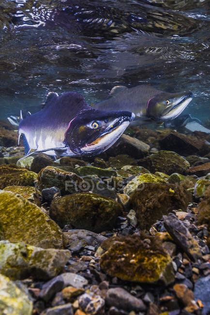 Горбатый лосось в заливе Воскрешения — стоковое фото