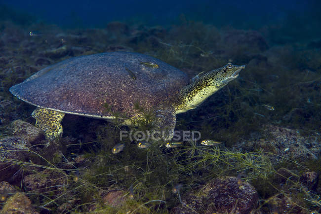 Tartaruga dal guscio morbido a Balmorhea Springs — Foto stock
