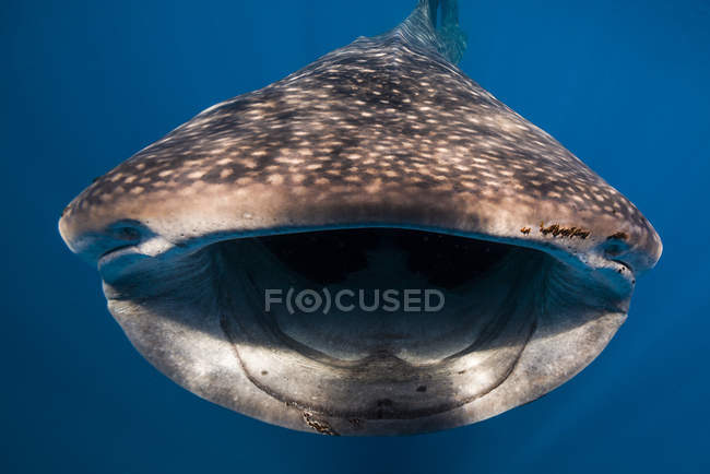 Tubarão-baleia com boca aberta — Fotografia de Stock