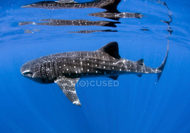 Requin baleine en eau bleue — Photo de stock