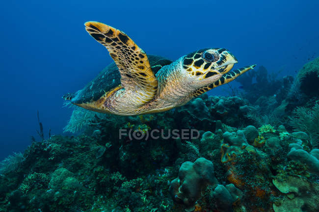 Hawksbill tortue marine nageant à travers le récif — Photo de stock