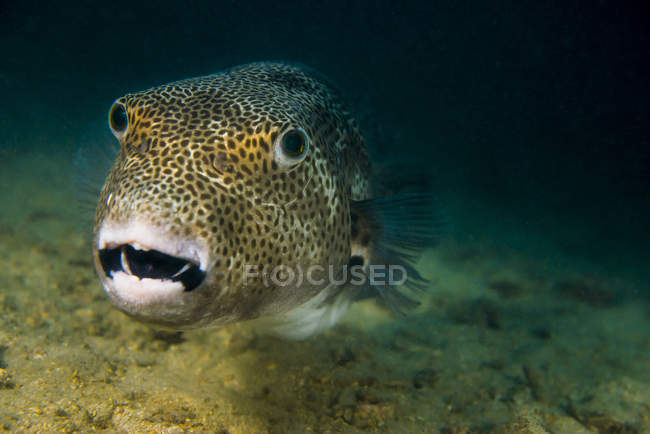 Estrelado pufferfish closeup tiro — Fotografia de Stock
