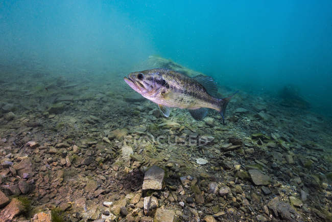 Largemouth bass swimming in Dutch Springs — Stock Photo