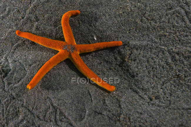 Тихоокеанская звезда крови в Пьюджет-Саунд — стоковое фото