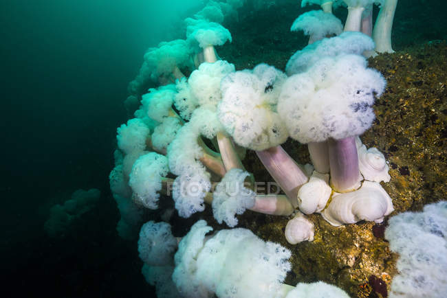 Plumose anemones growing on Mary rock — Stock Photo