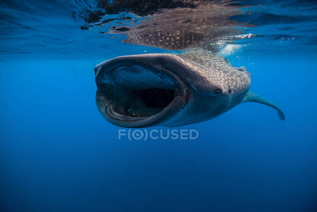 Китова акула з відкритим ротом — стокове фото