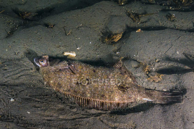 Speckled sanddab flounder — Stock Photo