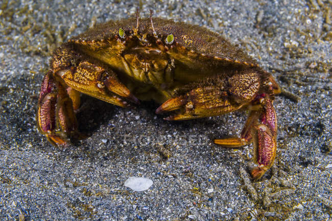 Atlantic rock crab closeup shot — Stock Photo
