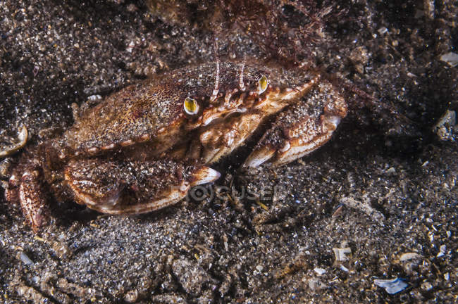 Atlantic rock crab closeup shot — Stock Photo