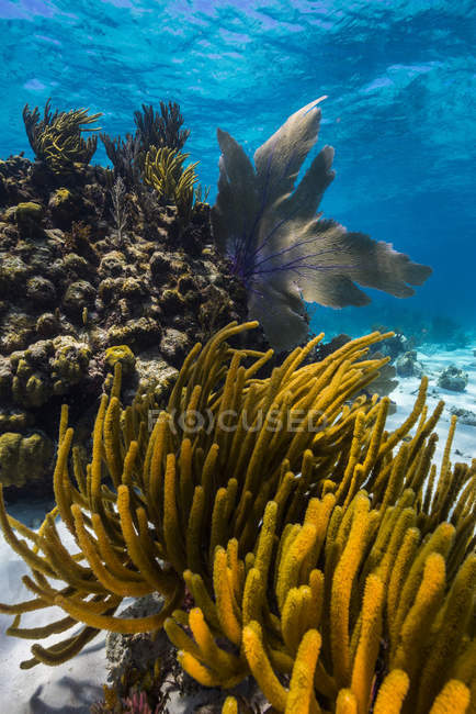 Кораловий риф на острові Великий Кайман — стокове фото