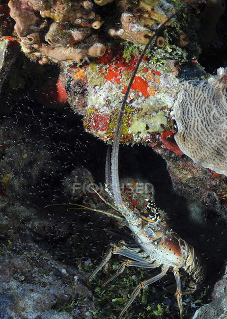 Caribbean Spiny Lobster — Stock Photo
